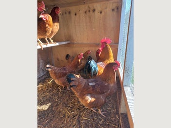 Image 1 of 5