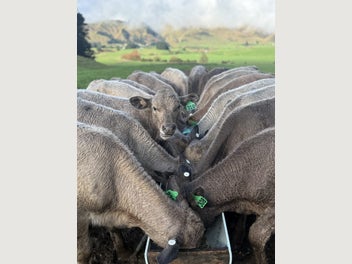 Image 1 of 16