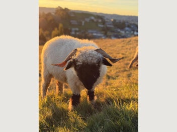 Image 1 of 20