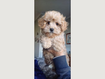 Image 1 of 4