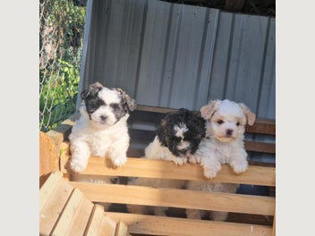 Image 1 of 4