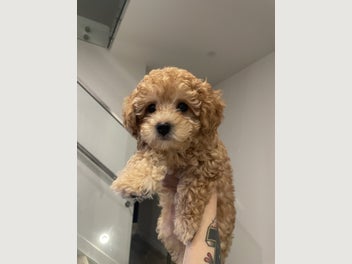 Image 1 of 5