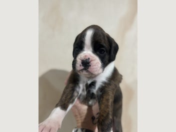 Image 1 of 8