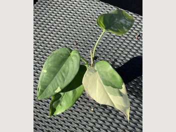 Image 1 of 16