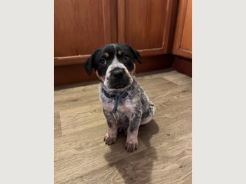 Image 1 of 6