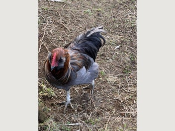 Image 1 of 4