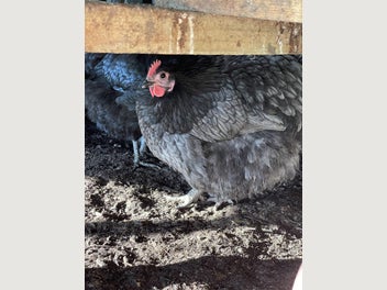 Image 1 of 4