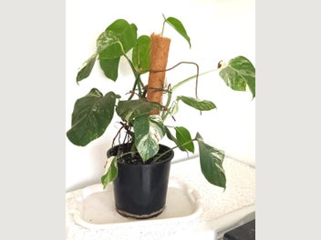 Image 1 of 8