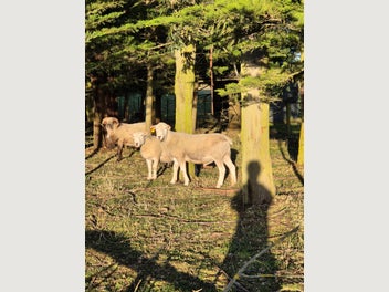 Image 1 of 4