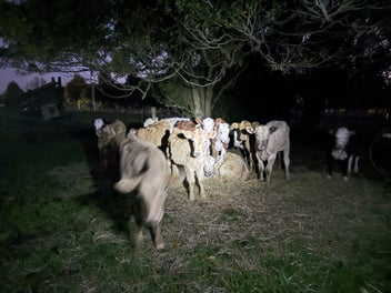 Image 1 of 2