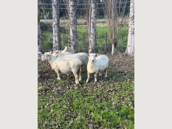 Image 1 of 4