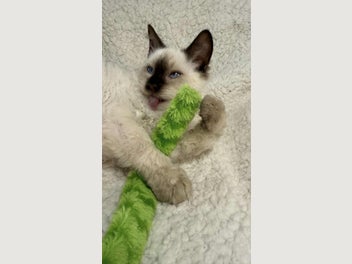 Image 1 of 15