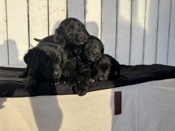 Image 1 of 15