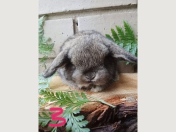 Image 1 of 6