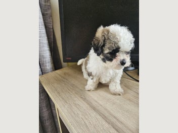 Image 1 of 10