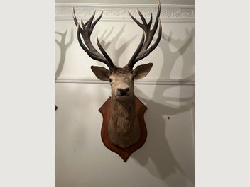 Image 1 of 16