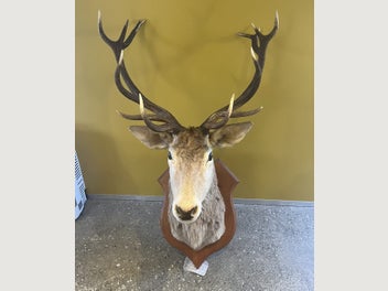 Image 1 of 12