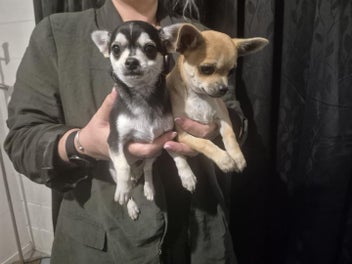 Image 1 of 4