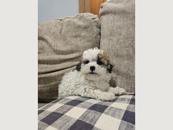 Image 1 of 5