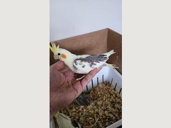 Image 1 of 7