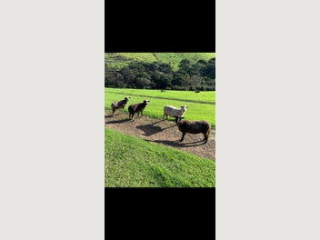 Image 1 of 4
