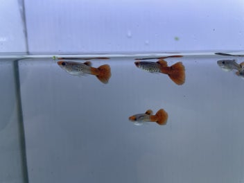 Image 1 of 5