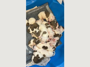 Image 1 of 7