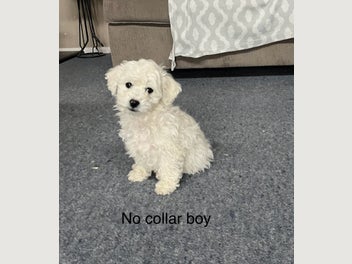 Image 1 of 4