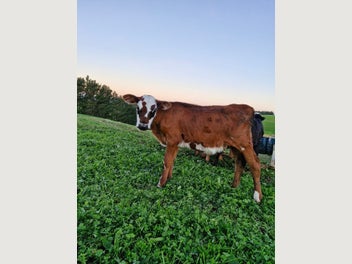 Image 1 of 5