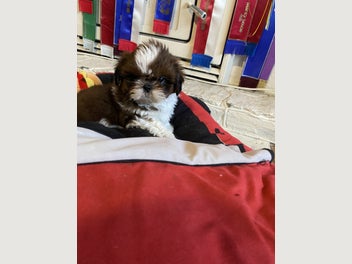 Image 1 of 10