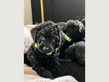 Image 1 of 15