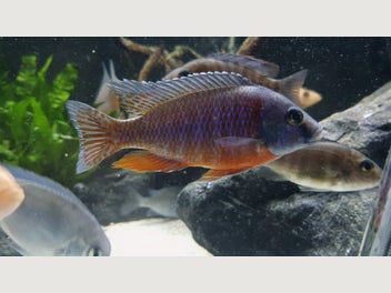 Image 1 of 4