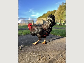 Image 1 of 5