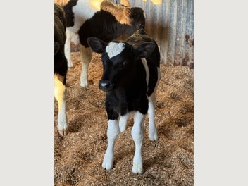 Image 1 of 5
