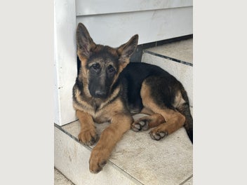 Image 1 of 4