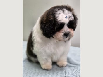 Image 1 of 15