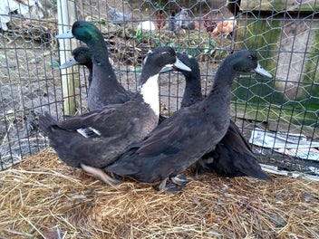 Image 1 of 5