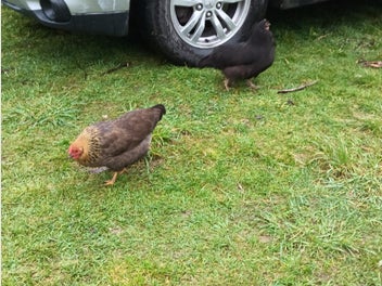 Image 1 of 4