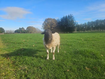 Image 1 of 2