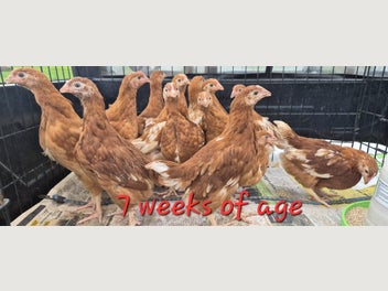 Image 1 of 20