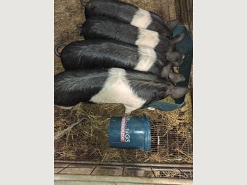 Image 1 of 6
