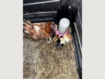 Image 1 of 2