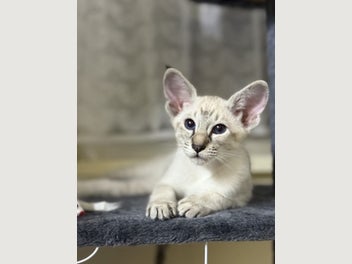 Image 1 of 5