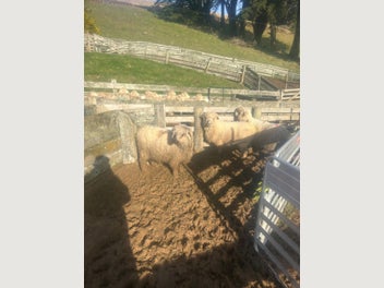 Image 1 of 7