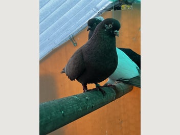 Image 1 of 17