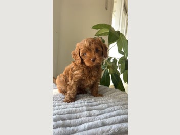 Image 1 of 11