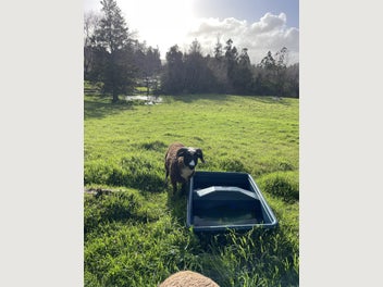 Image 1 of 2