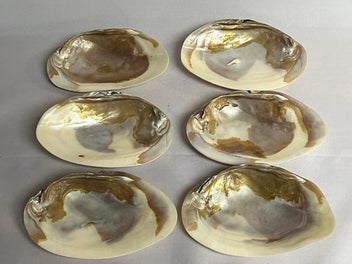 Image 1 of 8