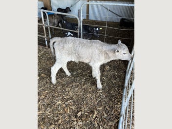Image 1 of 6