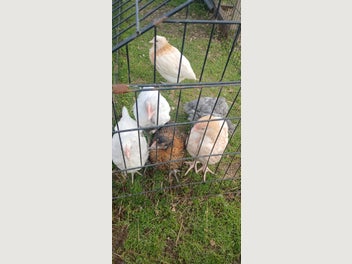 Image 1 of 4